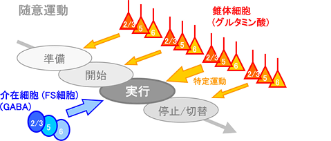 随意運動の発現を担う運動野の錐体細胞と介在細胞の役割の図