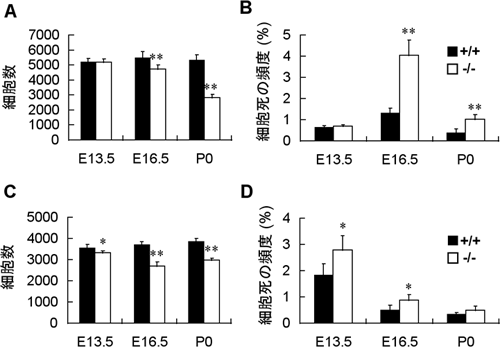 正常マウス(+/+)およびSLITRK6欠損マウス(-/-)におけるラセン神経節(A, B)、前庭神経節（C,D）の細胞数(A,C)、細胞死の頻度（B,D）の比較グラフ図