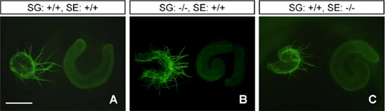 正常マウス(+/+)およびSLITRK6欠損マウス(-/-)由来のラセン神経節（SG）と蝸牛感覚上皮（SE）の同時培養の図