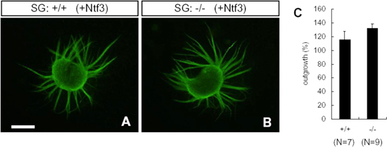正常マウス(+/+)およびSLITRK6欠損マウス(-/-)由来のラセン神経節(SG)のNTF3添加後の突起伸展の図