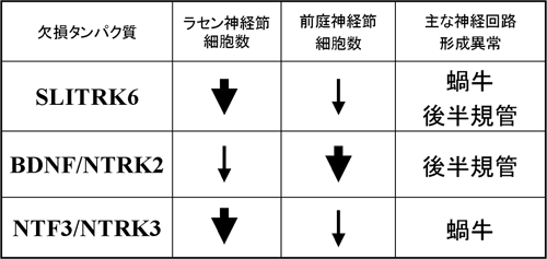 SLITRK6欠損マウスと、ニューロトロフィン(BDNF、NTF3)またはその受容体(NTRK2、NTRK3)遺伝子欠損マウスに表れた内耳の異常の比較の図