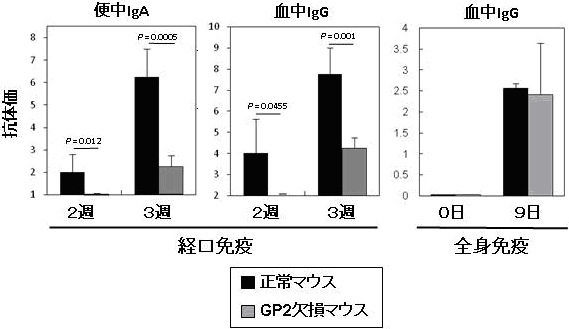 GP2ノックアウトマウスにおける経口免疫応答の障害の図