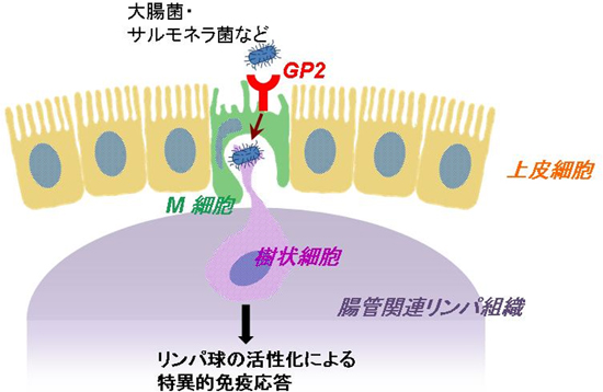 研究で得た知見の模式図の画像