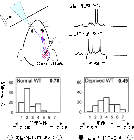 視覚野にある神経細胞の視覚反応と「臨界期」における眼優位性の可塑性の図