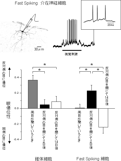 Fast Spiking 細胞の眼優位性の可塑性の図