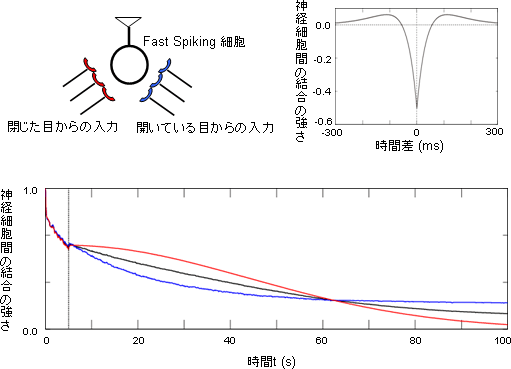 Fast Spiking細胞のダイナミックな眼優位性の可塑性を再現するシミュレーションの図