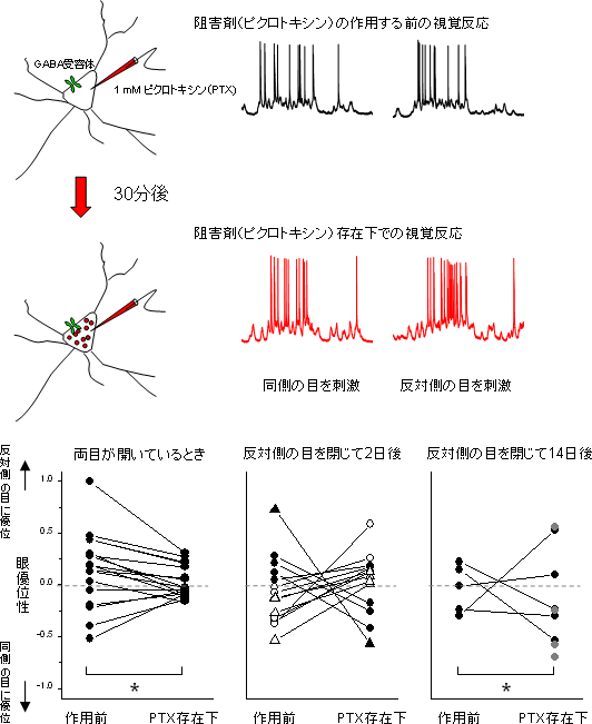 錐体細胞に対する抑制性入力の変化の図