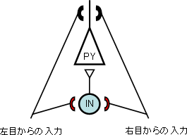 視覚野内の局所回路の図