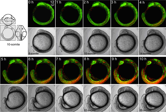 zFucci形質転換ゼブラフィッシュCecyil (Cell cycle illuminated)の図