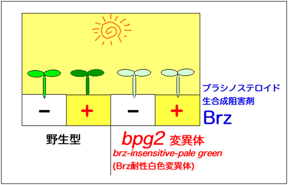野生型と変異体bpg2におけるBrzの効果の図