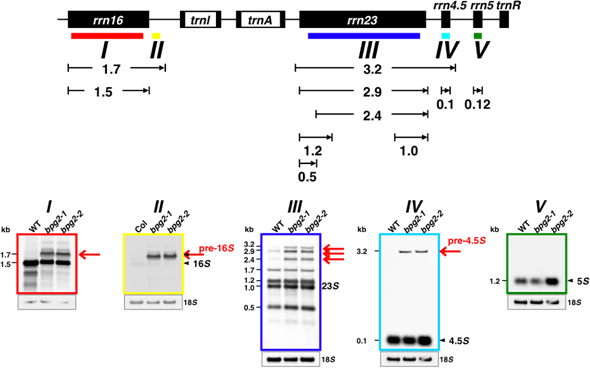 葉緑体rRNAの遺伝子構造（図上部）と、野生型（WT）とbpg2変異体（bpg2-1、bpg2-2）の葉緑体中rRNAの電気泳動パターン（図下部）の図
