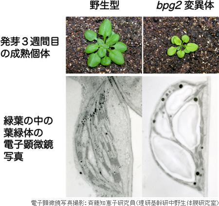 野生型とbpg2変異体の表現型と電子顕微鏡写真の画像