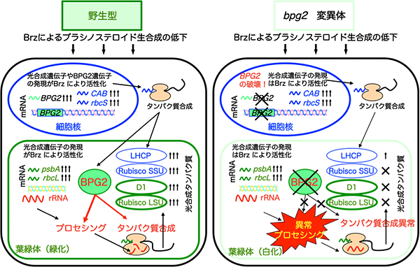 BPG2が司令塔役を担うブラシノステロイドのシグナリング機構の画像