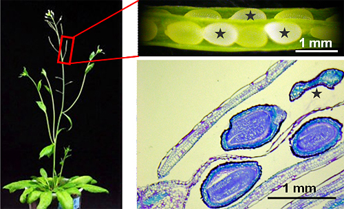 ホモ挿入体が得られなかった植物体の鞘中の異常な種子の写真の画像