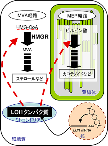 植物細胞内におけるイソプレノイド生合成の概念図の画像