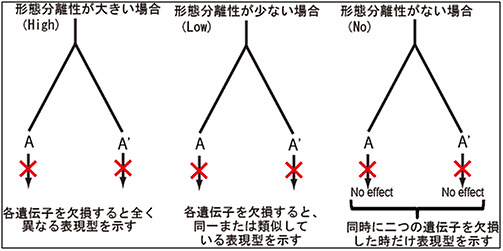 重複遺伝子を欠損させた形態変化による形態分離性の図