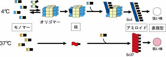 モノマー、オリゴマー、アミロイド、表現型の相関関係の図