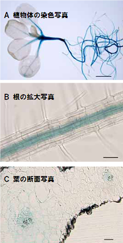 植物体における発現場所の解析の図