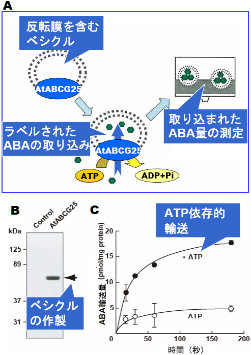 ベシクル・アッセイによるABA輸送活性の測定の図