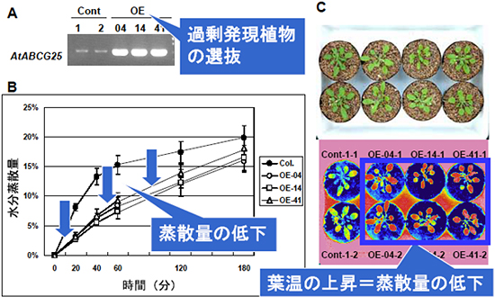 過剰発現植物体の表現型解析の図
