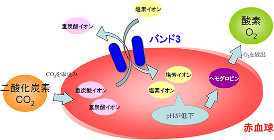 バンド3の働きの図