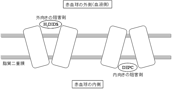 バンド3に対する阻害剤の効果の図