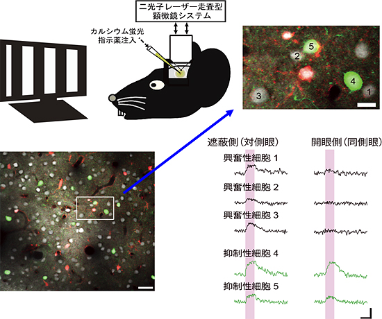 二光子励起カルシウムイメージングの方法(左上)と結果の一部の図