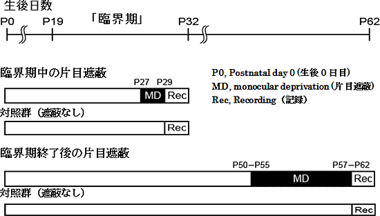 2群の片目遮蔽マウスの片目遮蔽時期を示すの図