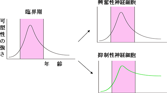 大脳視覚野神経細胞の片目遮蔽効果の年齢に伴う変化と実験結果の模式図の画像