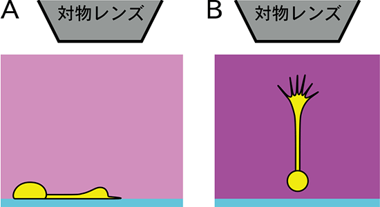 神経細胞の観察方法の図