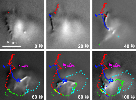 糸状仮足の回転を経時的に捉えた顕微鏡写真の図