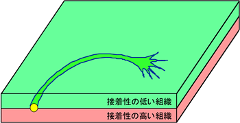 生体内でも神経突起が曲がりながら伸びることを示す仮想図の画像