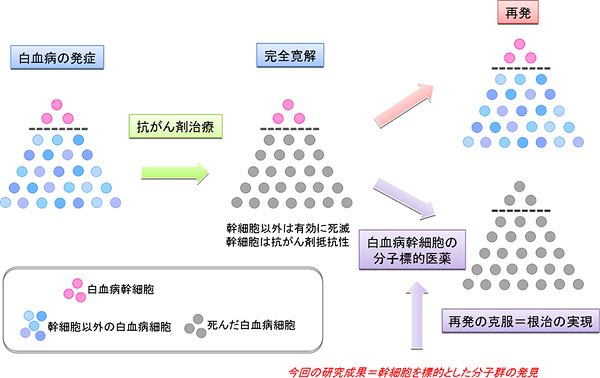 白血病幹細胞の分子標的医薬の開発の図