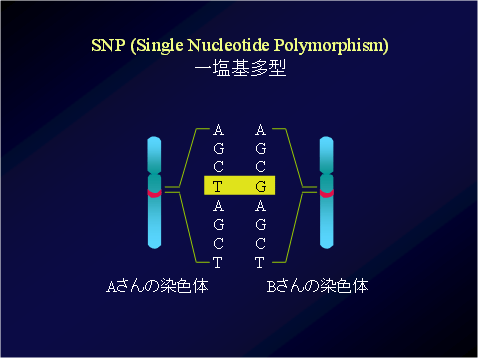 一塩基多型（SNP）