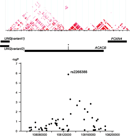 ACACB遺伝子内のSNPと糖尿病腎症との関連の図