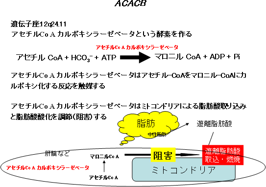 ACACB遺伝子の働きの図