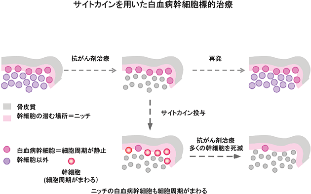 白血病幹細胞の抗がん剤抵抗性のメカニズムとニッチの役割の図