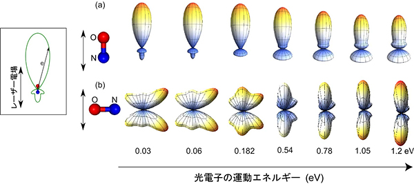 分子固定座標系での光電子角度分布の図