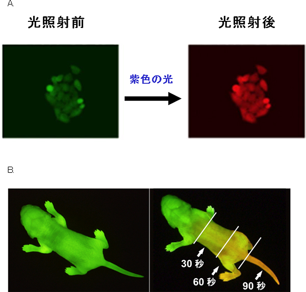 「カエデ」と「カエデマウス」の図