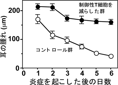 接触性皮膚炎の終息に制御性T細胞は必須の図