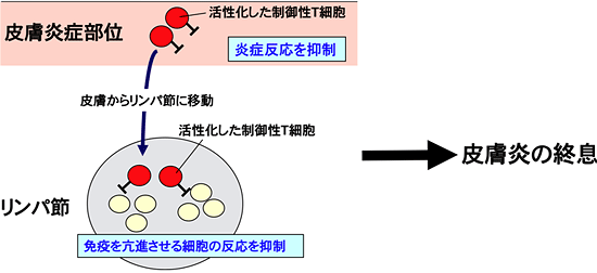 皮膚炎症終息の模式図の画像