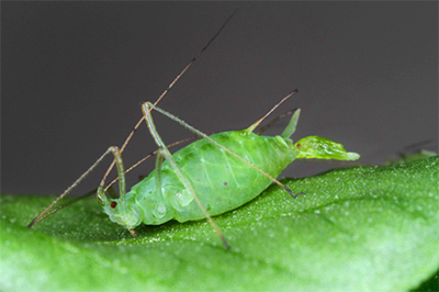image of a female pea aphid giving birth