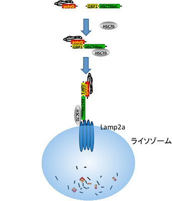 ハンチントン病の新しい遺伝子治療に モデルマウスで初めて成功 理化学研究所