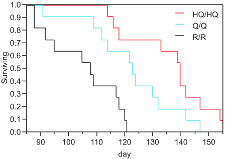 HQを発現したハンチントン病モデルマウスの寿命