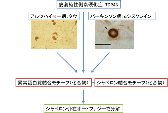 異常タンパク質の細胞内蓄積を特徴とする神経変性疾患への応用の図