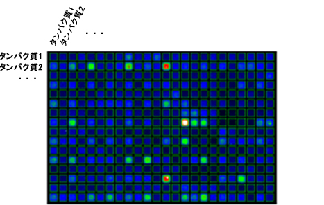 タンパク質-タンパク質相互作用の検出の様子の図