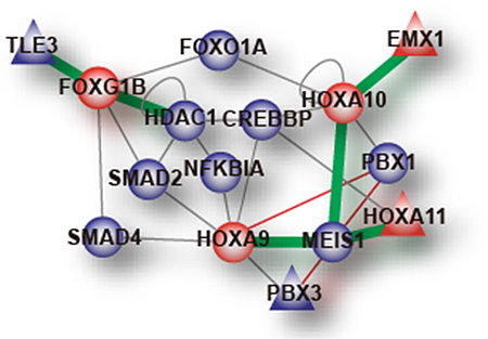 細胞のタイプを決める15個の転写因子からなる相互作用サブネットワークの図
