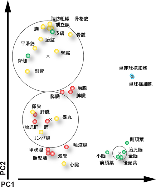 細胞や組織が発生過程に依存してグループ化している様子の図