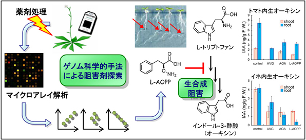オーキシン生合成阻害剤の探索の図