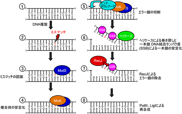 ミスマッチ修復機構におけるRecJの働きの図